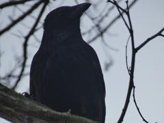 Corvus corone