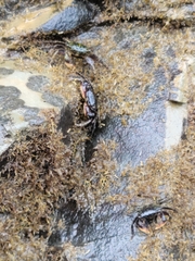 Pachygrapsus socius