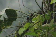 Stilpnia cyanicollis