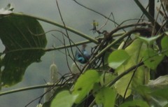 Stilpnia cyanicollis