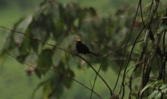 Tachyphonus delatrii