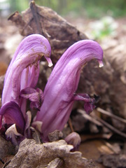 Lathraea clandestina