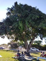 Albizia inundata