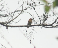 Pachyramphus cinnamomeus