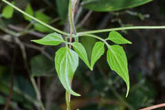 Valeriana clematitis