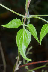 Valeriana clematitis