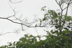 Pachyramphus cinnamomeus