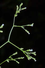 Valeriana clematitis