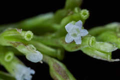 Valeriana clematitis