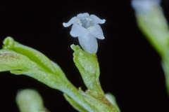 Valeriana clematitis