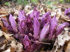 Lathraea clandestina
