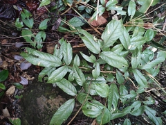 Callerya dielsiana