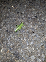 Austrosalomona destructor