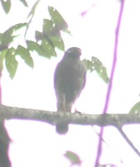 Rupornis magnirostris