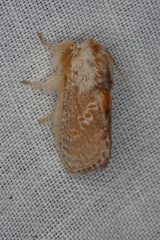 Pseudanapaea denotata