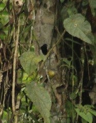 Loriotus luctuosus