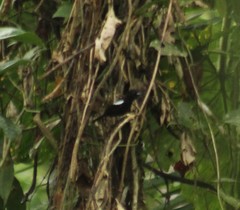 Loriotus luctuosus