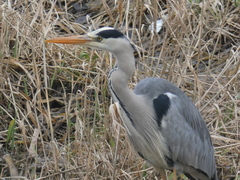 Ardea cinerea