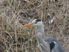 Ardea cinerea