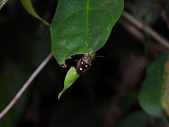 Dalpada trimaculata