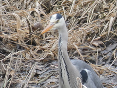 Ardea cinerea