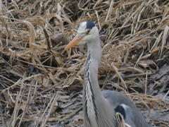 Ardea cinerea