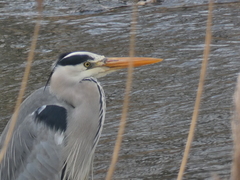Ardea cinerea