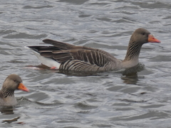 Anser anser