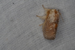 Pseudanapaea denotata