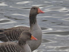 Anser anser