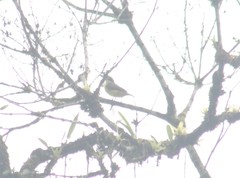 Megarynchus pitangua