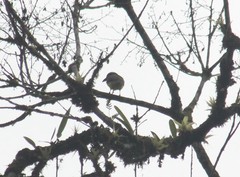 Megarynchus pitangua