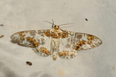 Biston panterinaria