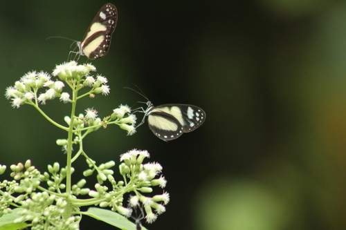 Oleria zelica