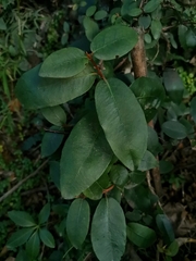 Hydrangea serratifolia