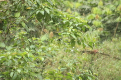 Loriotus luctuosus