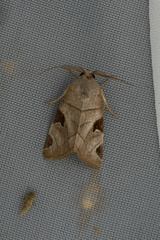 Brevipecten consanguis