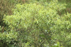 Loriotus luctuosus