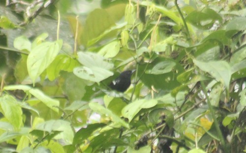 Dot-winged Antwren