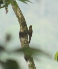 Dendrocincla fuliginosa