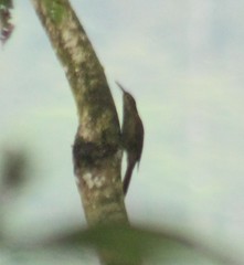 Dendrocincla fuliginosa