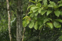 Loriotus luctuosus