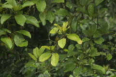 Loriotus luctuosus