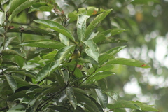 Loriotus luctuosus