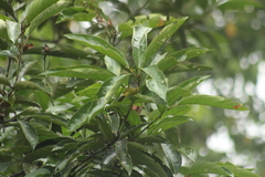 Loriotus luctuosus