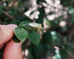 Brontocoris nigrolimbatus