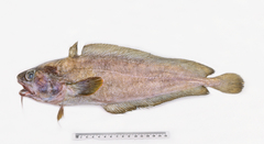 Lotella rhacina