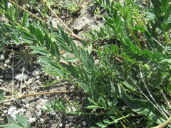 Astragalus austrosibiricus