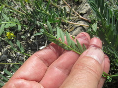 Astragalus austrosibiricus