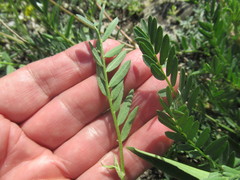 Astragalus austrosibiricus